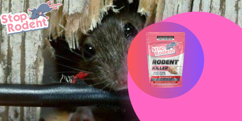 How to Handle a Rodent Infestation Situation?