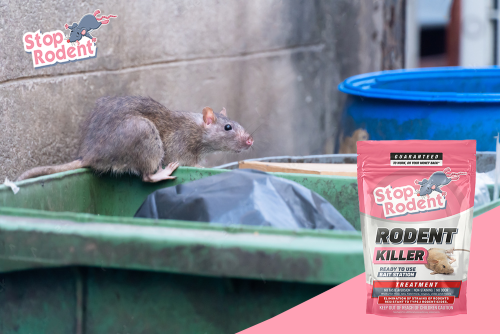 What is the best rodent control treatment?