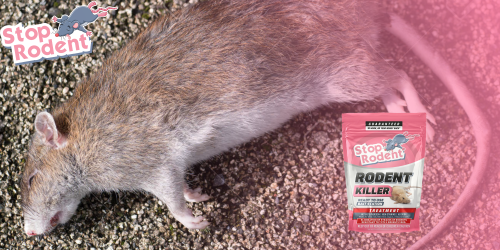 Rodent Killer : Common mistakes to avoid for optimal and safe use