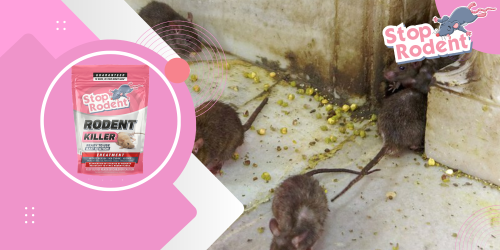 Rodent Killer : how it works and why it is so effective