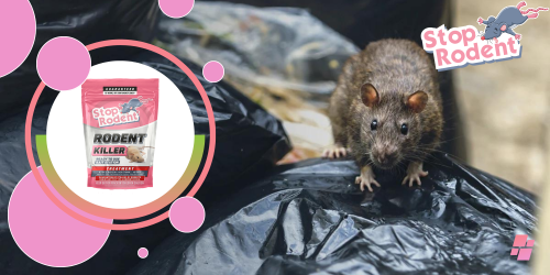 What are the secrets of the effectiveness of Rodent Killer in the fight against rodents?