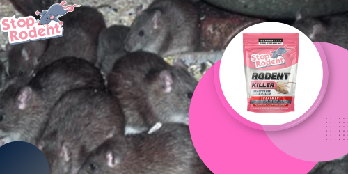 What is the quickest and safest way to get rid of rodents?