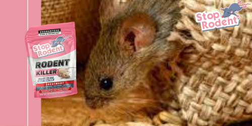 The Hidden Dangers of Ignoring Rodent Problems and How Rodent Killer Can Help