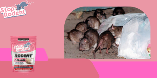 Preserve your health and hygiene by eliminating rodents with Morts-aux-Rats