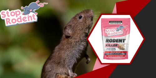 Rodents and damp areas : The importance of using an anti-rodent product