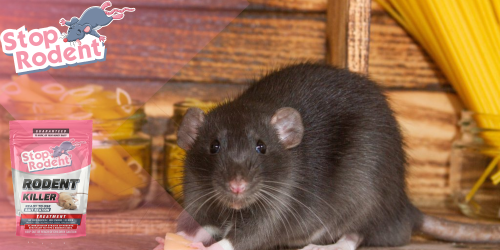 How to eradicate rodents in a house?