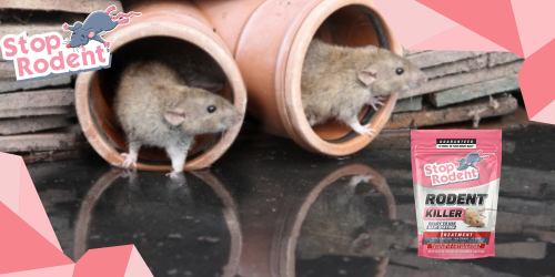 The benefits of using an environmentally friendly rodent control product like “Rodent Killer”