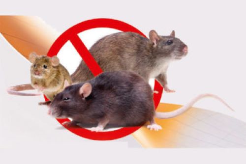 Complete Guide to Choosing the Best Anti-Rodent Product Suited to Your Needs?