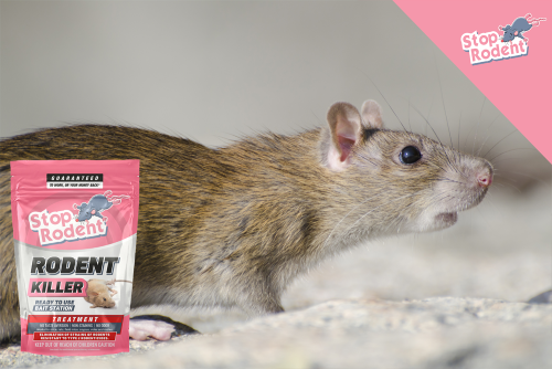 How to store rodent bait correctly?