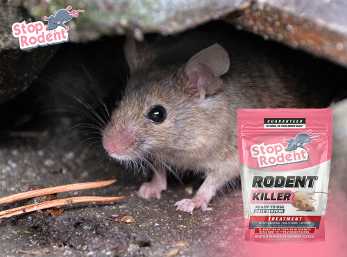 What rodent control options are available in England ?